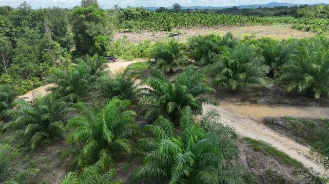 Drone aerial view over a plantation area during the day