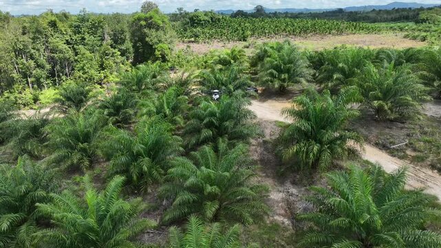 Drone aerial view over a plantation area during the day
