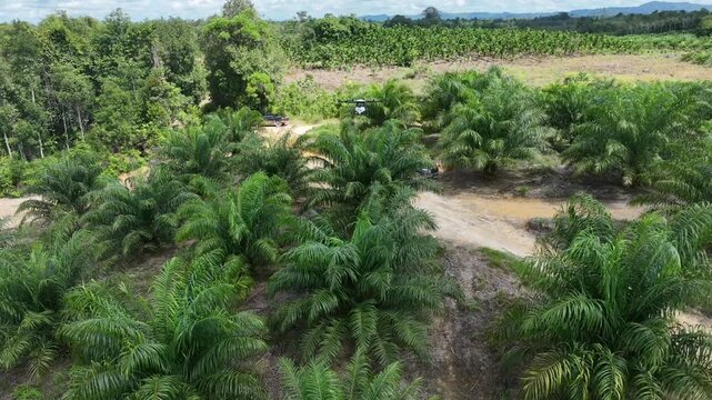 Drone aerial view over a plantation area during the day
