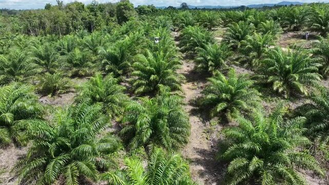 Drone aerial view over a plantation area during the day