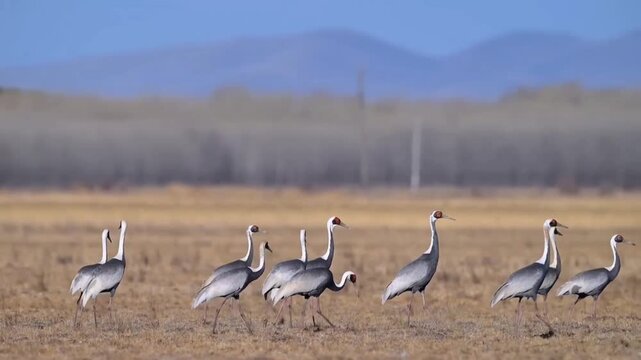 A flock of whitenaped cranes walking in a grassy field in autumn