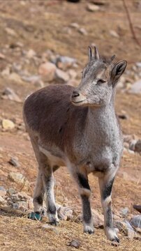 Young himalayan blue sheep or bharal standing on a rocky mountain slope