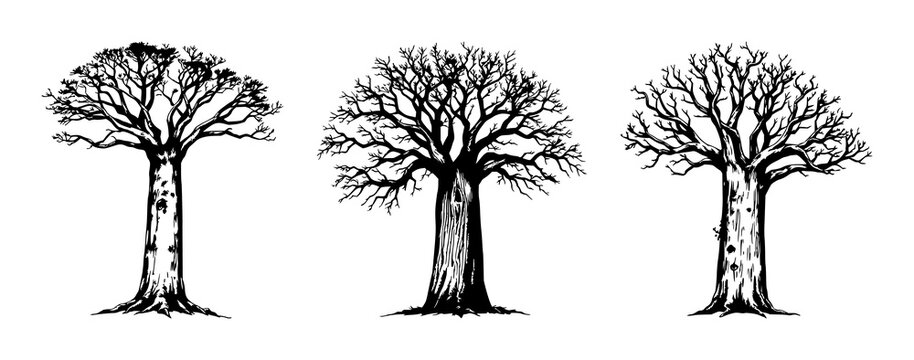 Baobab tree set with vintage ink sketch drawing and thick textured trunk featuring botanical, engraving style, nature with plant and exotic flora