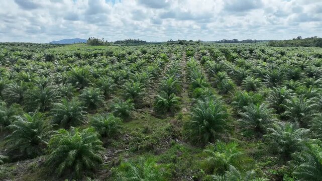 Drone aerial view over a plantation area during the day