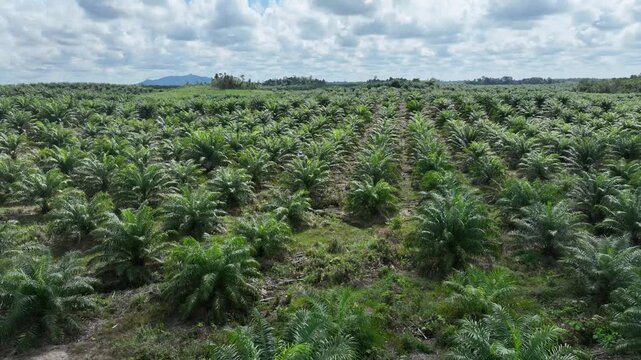 Drone aerial view over a plantation area during the day