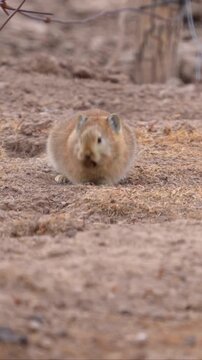 Closeup of a cute plateau pika sitting on the ground in its natural habitat