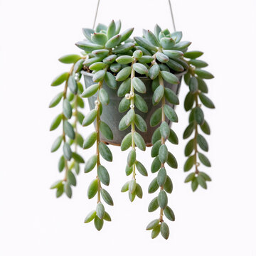 Vector Art String Fresh. A Single String Of Pearls Succulent Is Displayed In An Isolated Setting Against A White Background