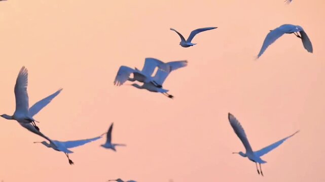 Flock of white egrets flying over a marshland during a golden sunset