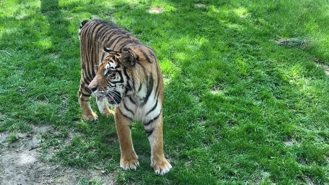 Majestic sumatran tiger walking through a lush green grassy habitat