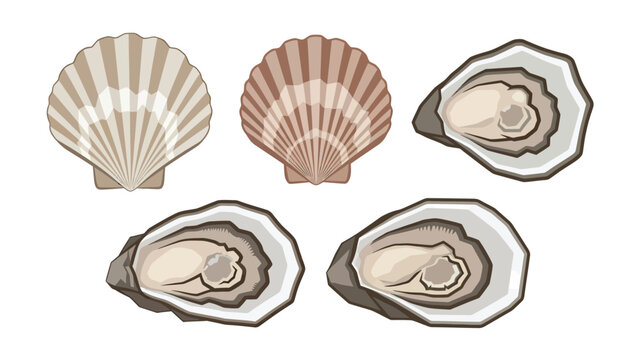 Collection of illustrations of two scallop shells and three opened oysters on a white background.