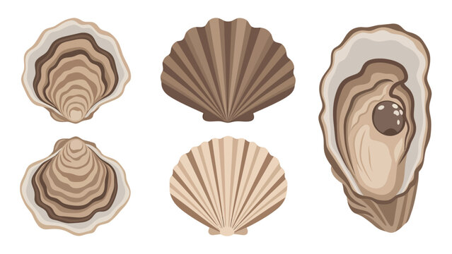 Collection of diverse oyster and scallop shells, including one open oyster with a pearl.