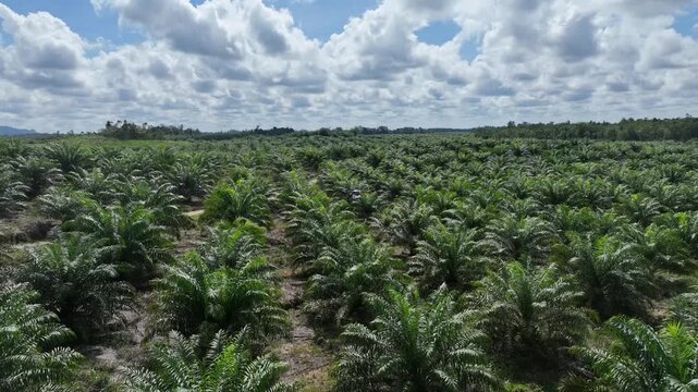 Drone aerial view over a plantation area during the day