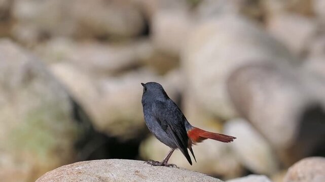 Plumbeous water redstart bird perched on a river rock in nature