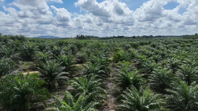 Drone aerial view over a plantation area during the day