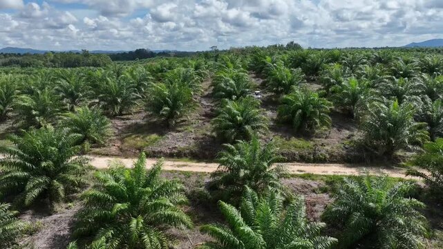 Drone aerial view over a plantation area during the day