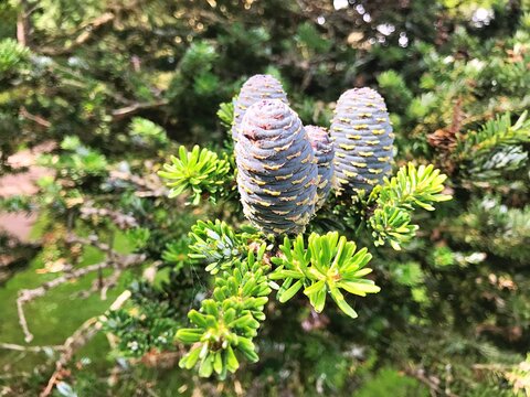 Korean fir-tree on a green background. Blue or purple bumps. Nature background