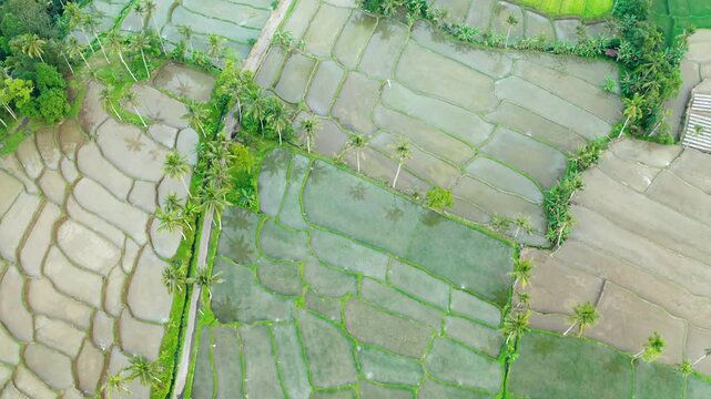 Drone flying over Rice fields on Java island, Indonesia