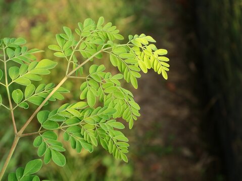 Close up of fresh green Moringa Oleifera leaves on a branch in a tropical garden. This plant is known as a superfood and herbal medicine due to its high nutritional value and antioxidant properties