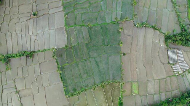 Drone flying over Rice fields on Java island, Indonesia