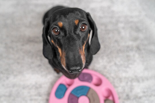 A close-up of a dachshund with a curious, plaintive look next to a pink ring puzzle toy against a neutral gray background, a playful pet.