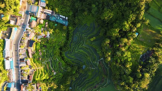 Cinematic aerial view of Tegallalang rice terraces in Ubud &ndash; Stunning emerald green paddy fields, tropical palm trees, and traditional agriculture in Bali, Indonesia