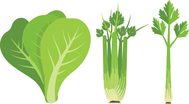 Fresh Green Lettuce Leaf and Celery Stalks Vegetable Set for Food, Cooking, Nutrition, Organic, and Healthy Diet Designs