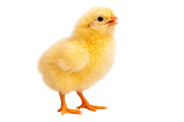Fluffy yellow chick with orange beak and feet standing on a black png isolated transparent © PNG Studio 99