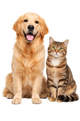 Golden retriever dog and tabby cat sitting together on black png isolated transparent © PNG Studio 99