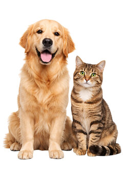 Golden retriever dog and tabby cat sitting together on black png isolated transparent