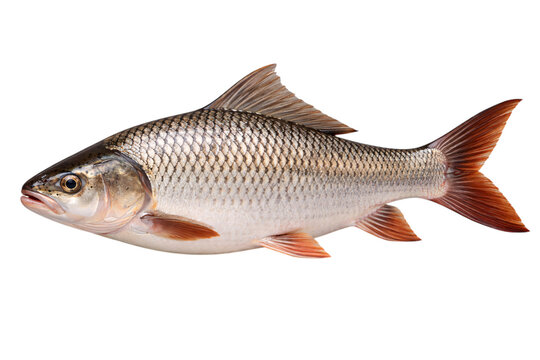 Indian rohu fish isolated on black background showing detailed scales and png transparent