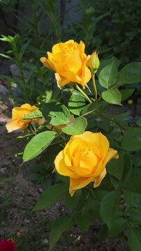 yellow rose in the garden