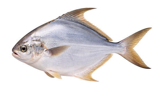 Silver pompano fish isolated on black background with golden fins and smooth png transparent