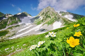 Fototapeta premium 花咲き誇る立山連峰の夏