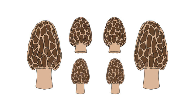 A collection of six morel mushrooms of varying sizes, depicted on a white background.