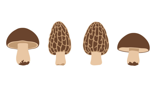 Four different types of mushrooms illustrated on a white background, including shiitake and morel varieties.