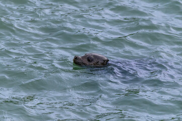 A Harbor Seal in the Skagway River, Skagway, Alaska. © James W. Thompson