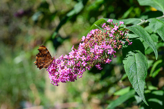 Polygonia c-album Comma butterfly on a Buddleja (Butterfly Bush) Flower