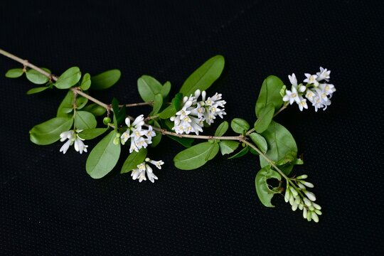 Japanese privet (Ligustrum obtusifolium) flowers. Oleaceae deciduous shrub. Fragrant white funnel-shaped flowers bloom in early summer.