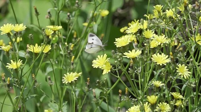 Super slow motion (960fps) of a Small White butterfly (Pieris rapae) taking off from a yellow flower, spring nature video.