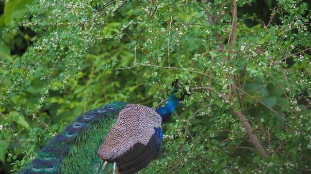 Close view of a male Indian peafowl feeding in dense green shrubs, showing iridescent blue neck, patterned feathers and colorful tail eyespots in Sri Lanka.