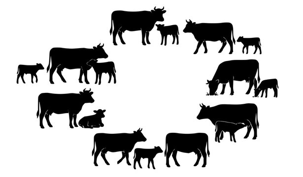 Cow and calf silhouette collection arranged in a circular design featuring dairy cattle farm livestock grazing and family groups vector illustration