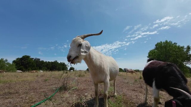 White Goat Chewing on Green Brush in Field