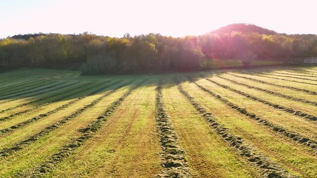Aerial view of rows of mown grass in a rural field with a dense forest and golden sunlight at sunset in A Cal, Ourense, Spain.