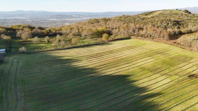 Aerial view of green mowed fields with parallel lines surrounded by trees and rolling hills under a clear sky in A Cal, Ourense, Spain.