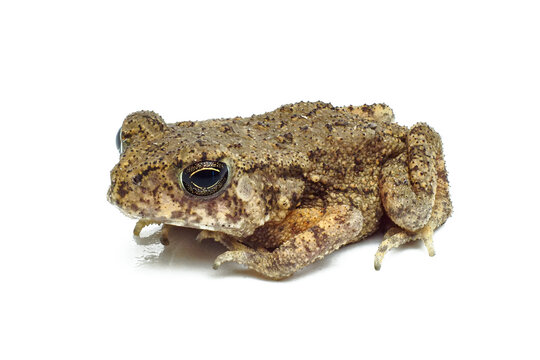 Side view of a brown common toad (Bufo bufo) with bumpy skin isolated on a white background.