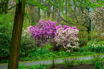 Fototapeta premium Rhododendron and magnolia blossoms along a garden path in Kew Gardens park, Toronto, on an overcast spring morning.