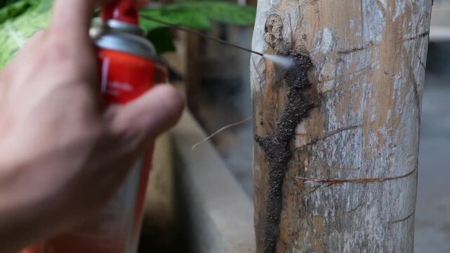 Hand Spraying Insecticide on Termite Nest on Wooden Pole, Pest Control Treatment, 4K