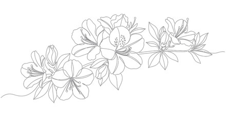 Fototapeta premium Elegant Azalea Flower Branch Line Art - Minimalist Botanical Illustration