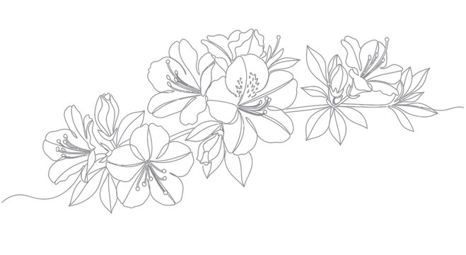 Elegant Azalea Flower Branch Line Art - Minimalist Botanical Illustration
