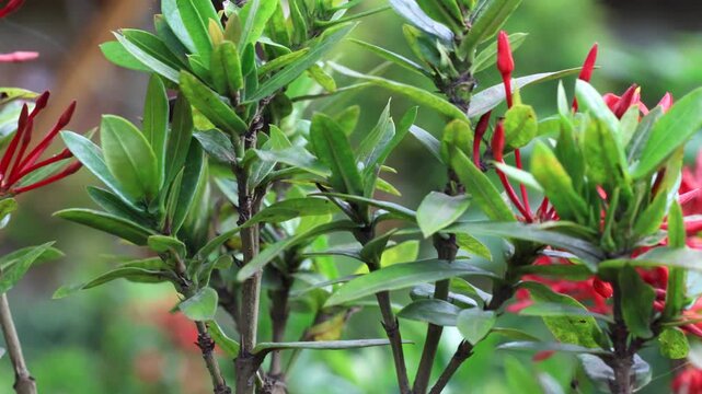 Jungle geranium (ixora coccinea) plant with red flowers